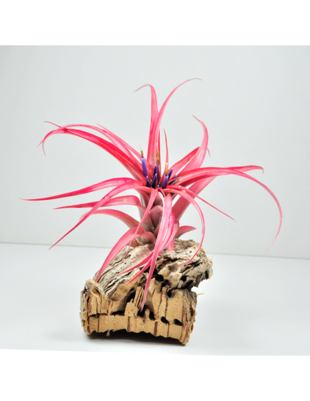 Brachycaulos multiflora Tillandsia Ecoterrazas