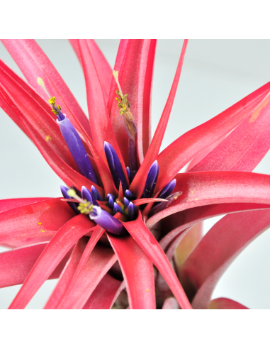Brachycaulos multiflora Tillandsia Ecoterrazas