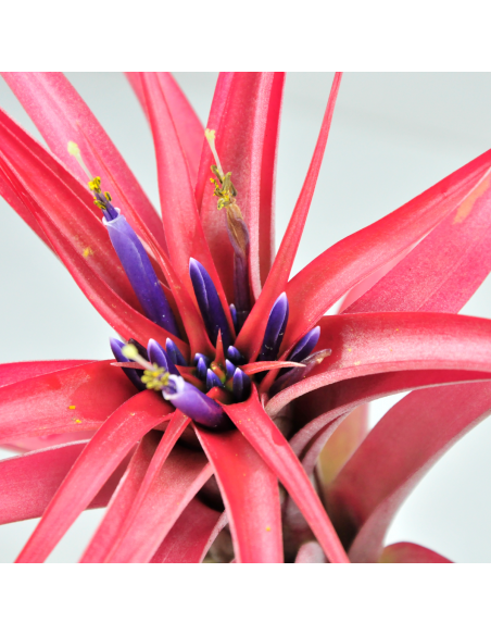 Brachycaulos multiflora Tillandsia Ecoterrazas