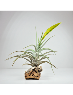 Tillandsia Lotteae Ecoterrazas