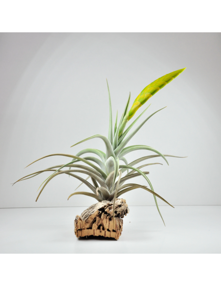 Tillandsia Lotteae Ecoterrazas