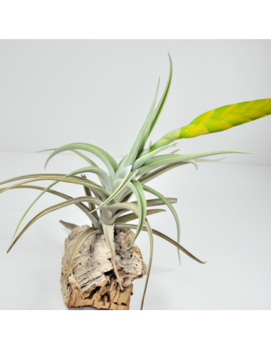Tillandsia Lotteae Ecoterrazas
