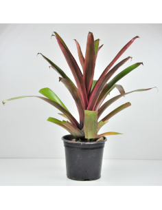 Tillandsia Somnians Ecoterrazas