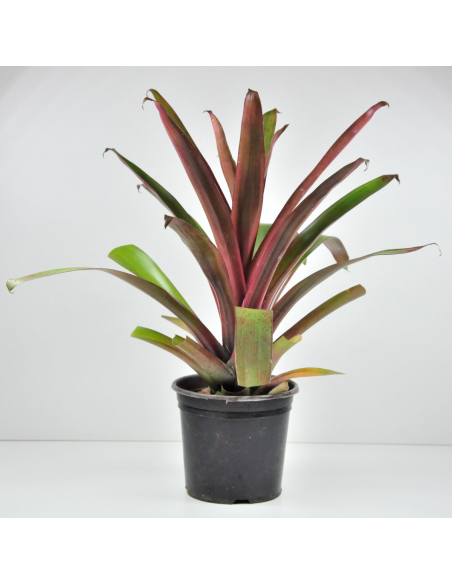 Tillandsia Somnians Ecoterrazas