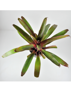 Tillandsia Somnians Ecoterrazas 2