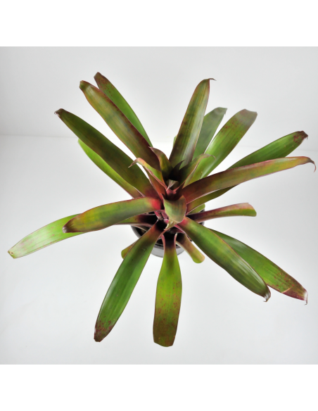 Tillandsia Somnians Ecoterrazas