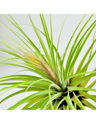 Giant Vicentina Tillandsia Ecoterrazas