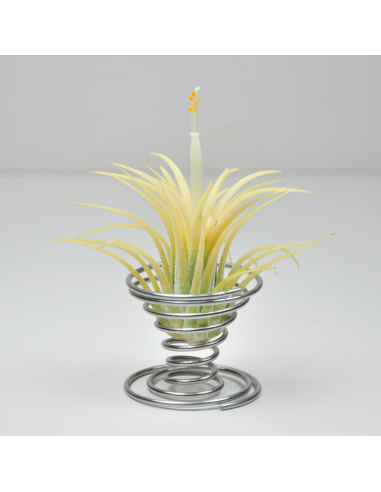 Soporte metálico para Tillandsias 4