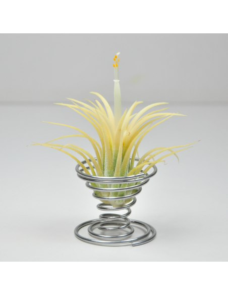 Soporte metálico para Tillandsias