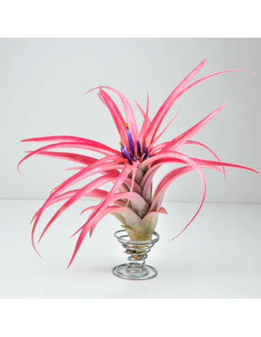 Soporte metálico para Tillandsias 3