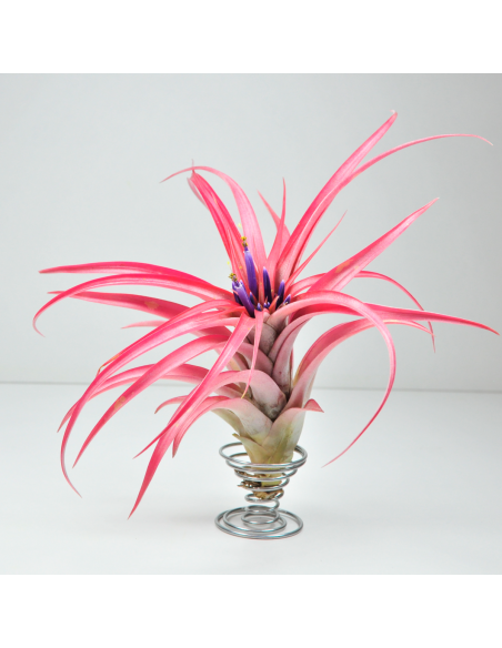 Soporte metálico para Tillandsias