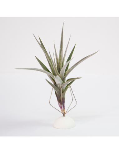 Tillandsia Dilemma Ecoterrazas