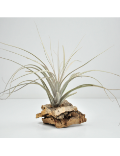 Catimbauensis Tillandsia Ecoterrazas