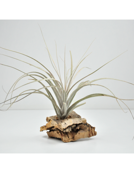 Catimbauensis Tillandsia Ecoterrazas