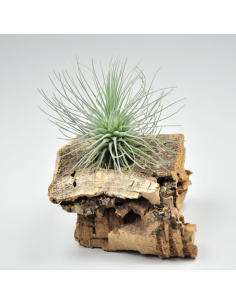 Fuchsii Mexico X Fuchsii Gracilis Tillandsia Ecoterrazas