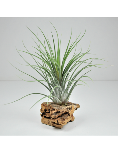 Holm´s Volcano Tillandsia Ecoterrazas