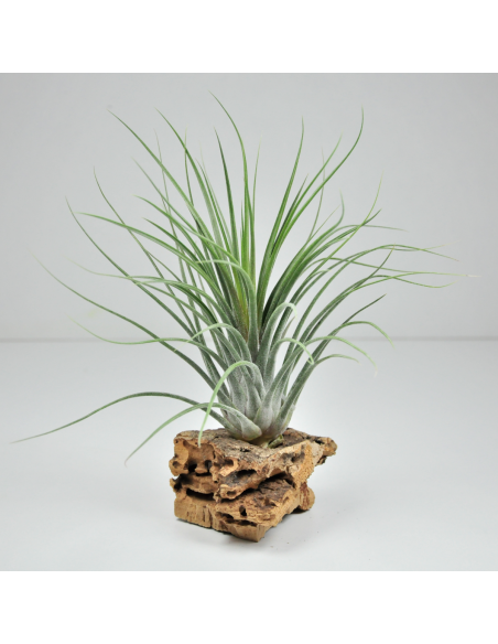 Tillandsia Holm´s Volcano Ecoterrazas