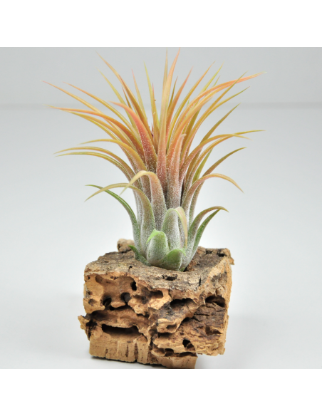 Tillandsia Holm´s Volcano Ecoterrazas
