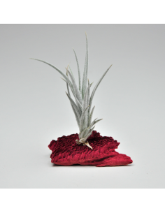 Cardenasii Tillandsia Ecoterrazas