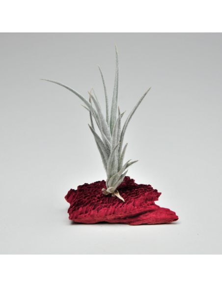 Cardenasii Tillandsia Ecoterrazas