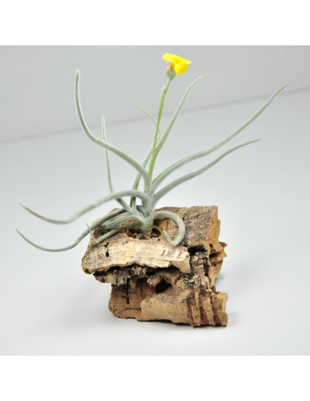 Tillandsia Crocata Ecoterrazas