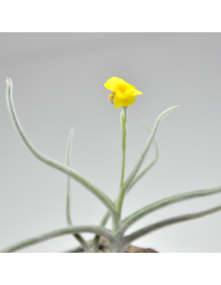 Tillandsia Crocata Ecoterrazas