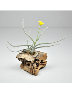 Tillandsia Crocata Ecoterrazas