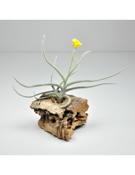 Tillandsia Crocata Ecoterrazas