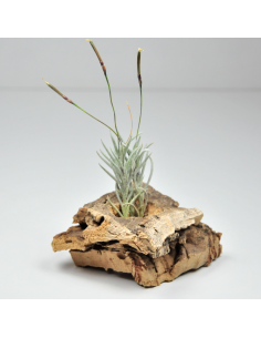 Languinosa Tillandsia Ecoterrazas
