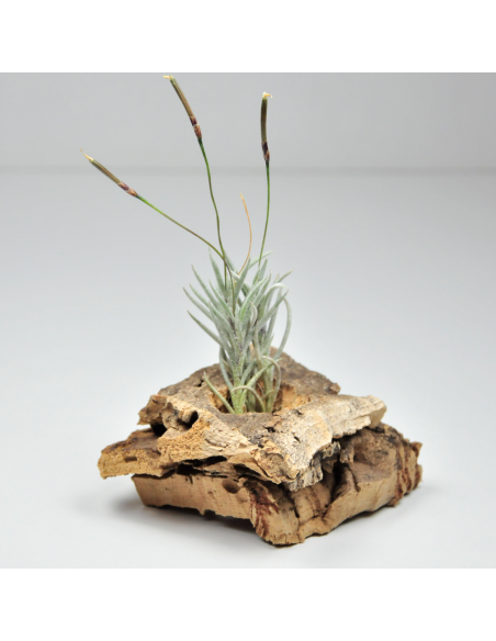 Languinosa Tillandsia Ecoterrazas