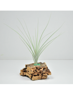 Tillandsia Holm´s Mikado Ecoterrazas 2