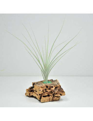 Tillandsia Holm´s Mikado Ecoterrazas