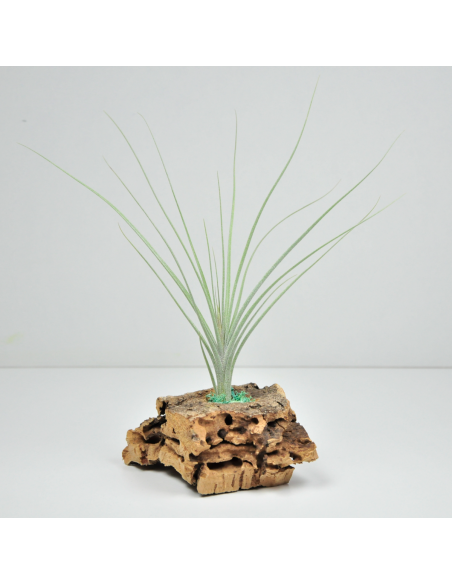 Holm´s Mikado Tillandsia Ecoterrazas