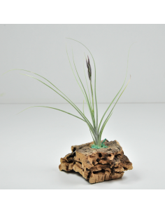 Tillandsia Holm´s Mikado Ecoterrazas