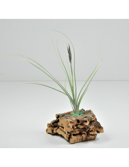 Holm´s Mikado Tillandsia Ecoterrazas
