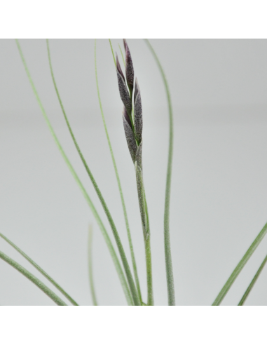 Tillandsia Holm´s Mikado Ecoterrazas