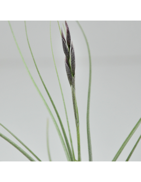 Holm´s Mikado Tillandsia Ecoterrazas