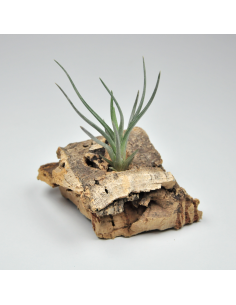 Tillandsia Mystic Markus Ecoterrazas