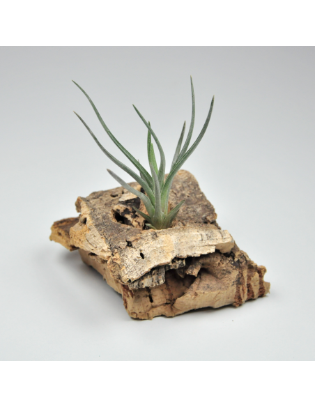 Tillandsia Mystic Markus Ecoterrazas