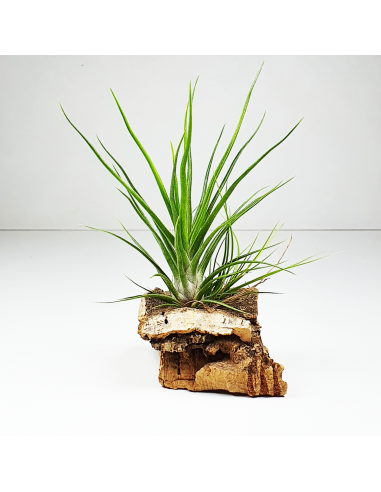 Bulbosa x Ionantha Tillandsia Ecoterrazas