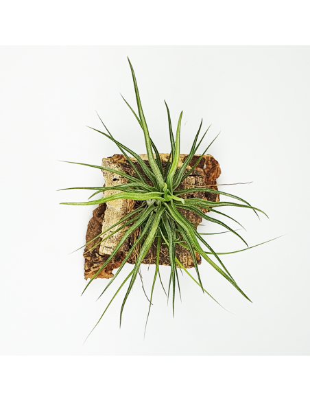 Bulbosa x Ionantha Tillandsia Ecoterrazas