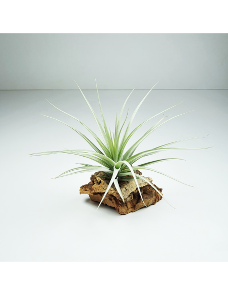 Tillandsia Holm´s Rose Garden Ecoterrazas