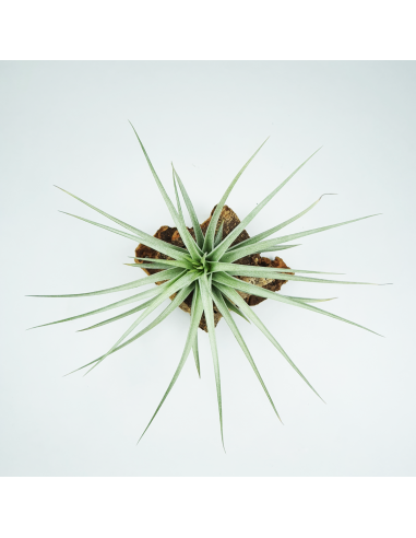 Tillandsia Holm´s Rose Garden Ecoterrazas