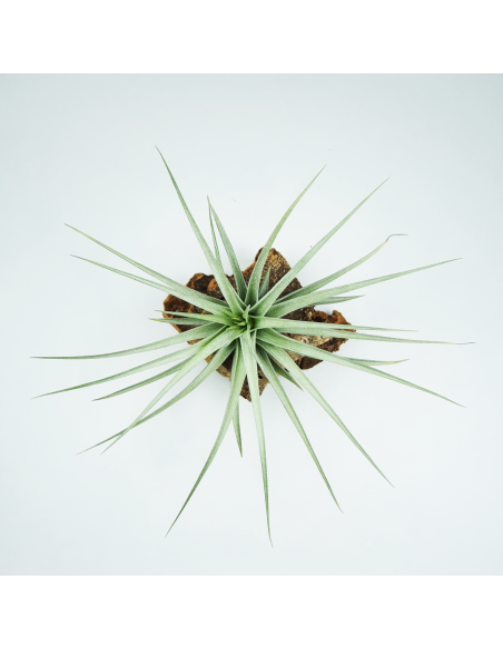 Tillandsia Holm´s Rose Garden Ecoterrazas