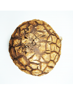 Mexican Dioscorea 2