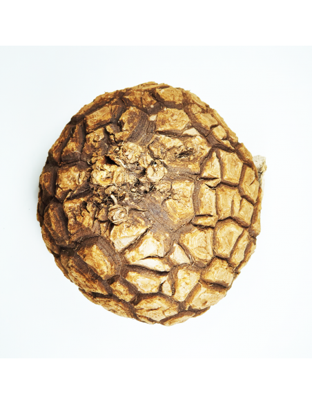 Mexican Dioscorea 2