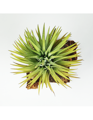 Tillandsia Ionantha Ron Ecoterrazas