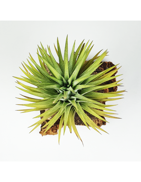 Ionantha ron Tillandsia Ecoterrazas
