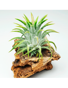 Ionantha Ionantha Grey Tillandsia Ecoterrazas