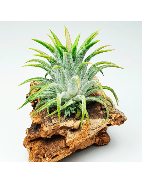 Ionantha Ionantha Grey Tillandsia Ecoterrazas